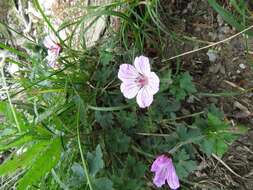 Image of Geranium hayatanum Ohwi