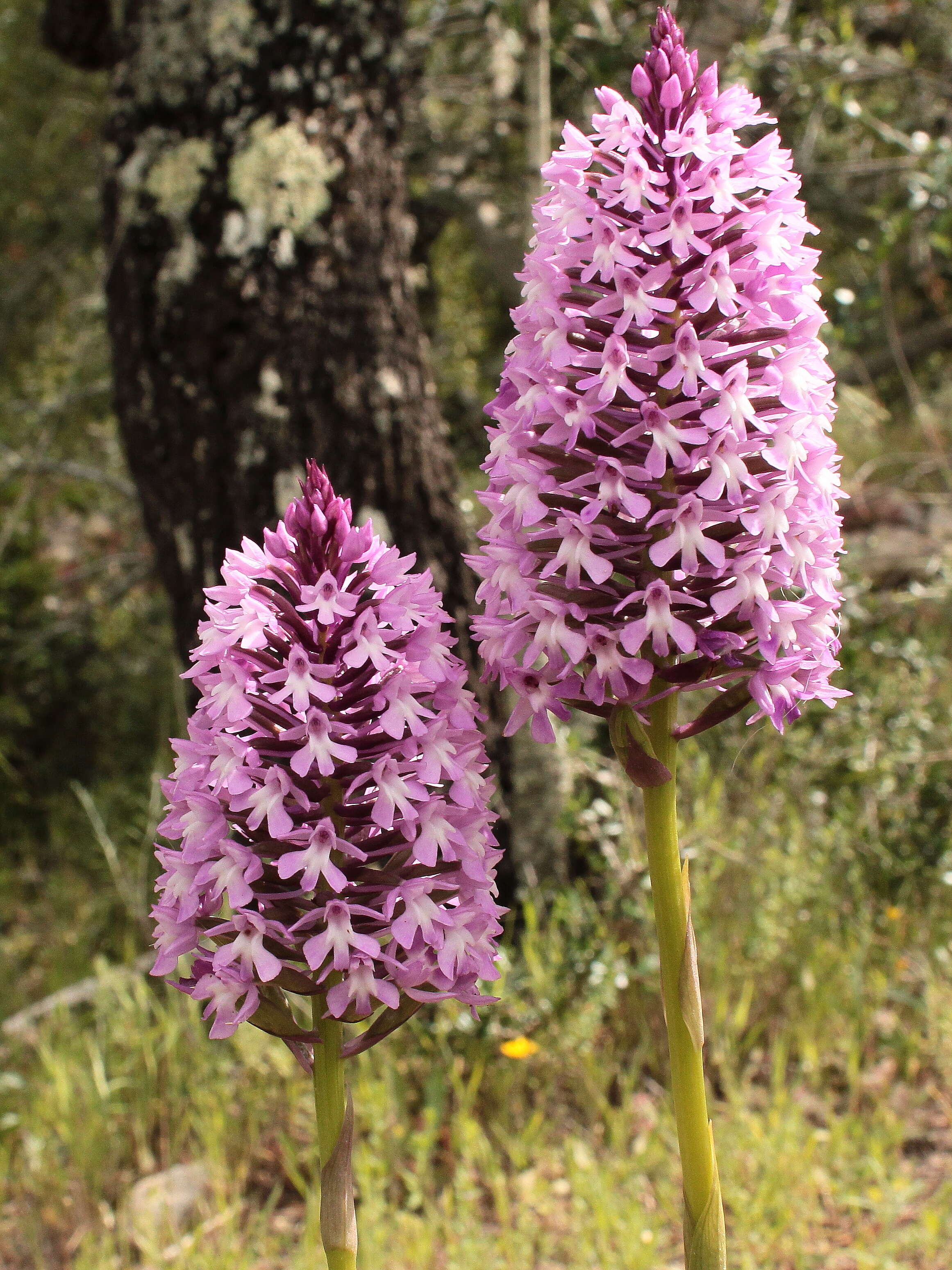 Image of Pyramidal orchid