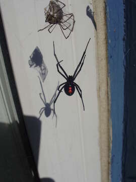 Image of Western Black Widow spider