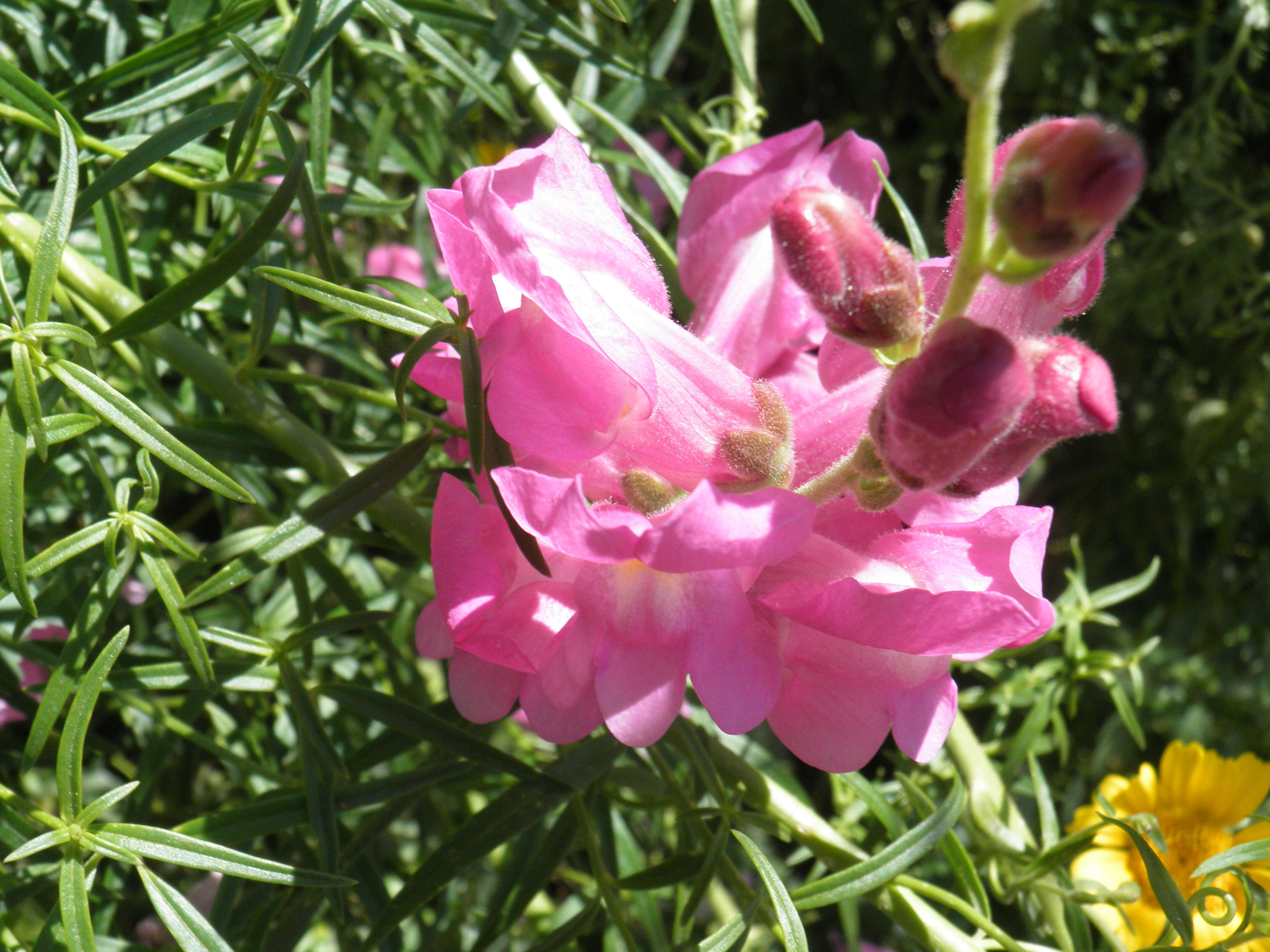 Plancia ëd Antirrhinum majus L.