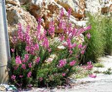 Plancia ëd Antirrhinum majus L.