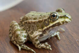 Image of Eurasian Marsh Frog