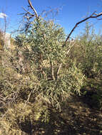 Image of Pencil Cholla