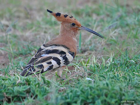 Sivun Upupa epops senegalensis Swainson 1837 kuva