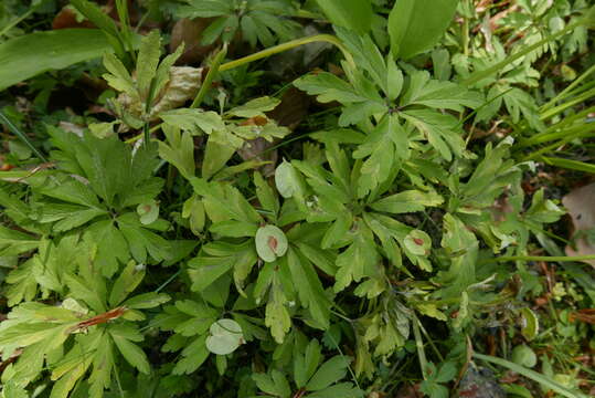 Imagem de Plasmoverna anemones-ranunculoides