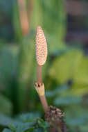 Image of field horsetail