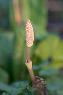 Image of field horsetail