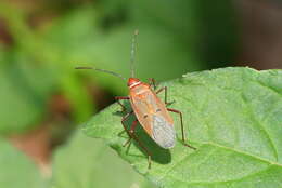 Image of <i>Dysdercus evanescens</i>