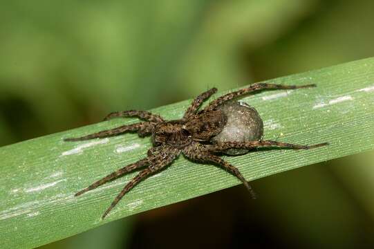 Image of Pardosa lugubris (Walckenaer 1802)