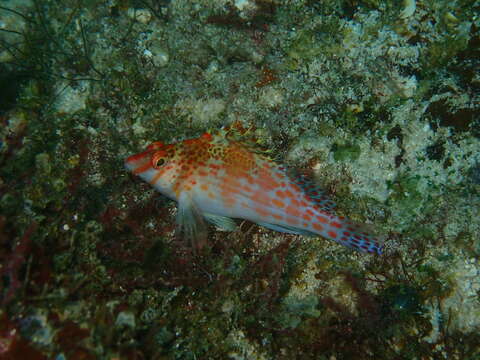 Image of Coral Hawkfish