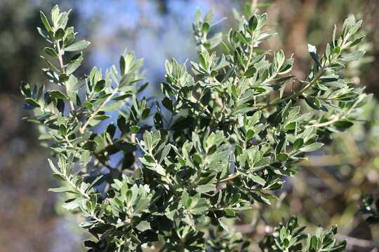 Image of Baccharis dracunculifolia subsp. tandilensis (Speg.) Giuliano