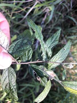 Image of Olearia canescens (Benth.) Hutch.