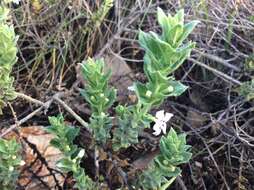 Plancia ëd Oftia africana (L.) Bocq. ex Baill.