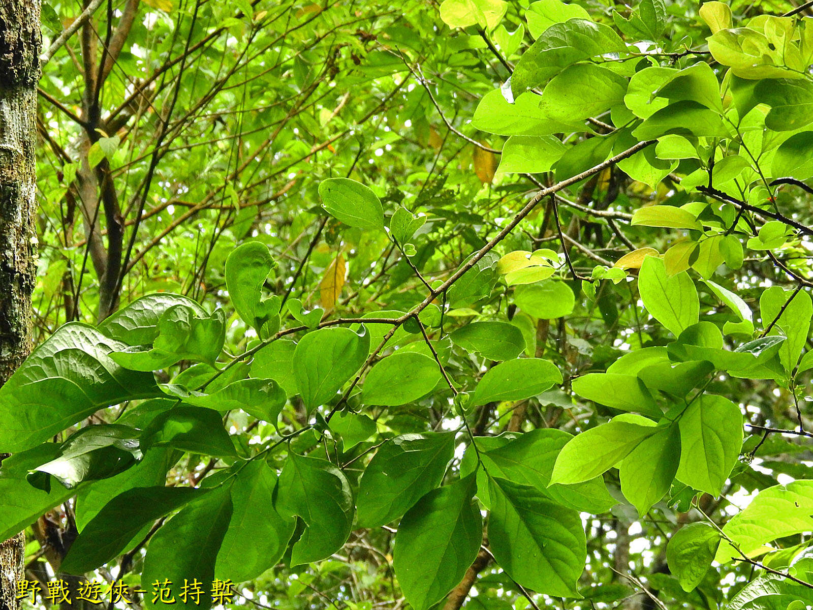 Image of Diospyros oldhamii Maxim.