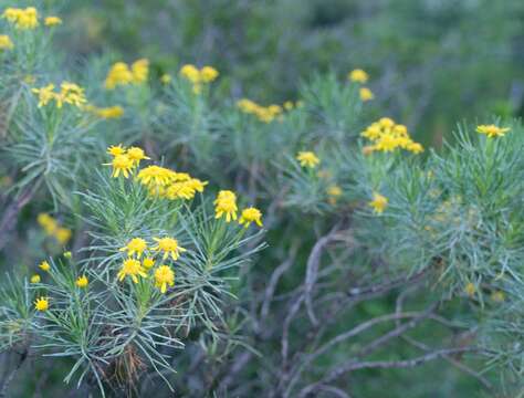 Image of Euryops floribundus N. E. Br.