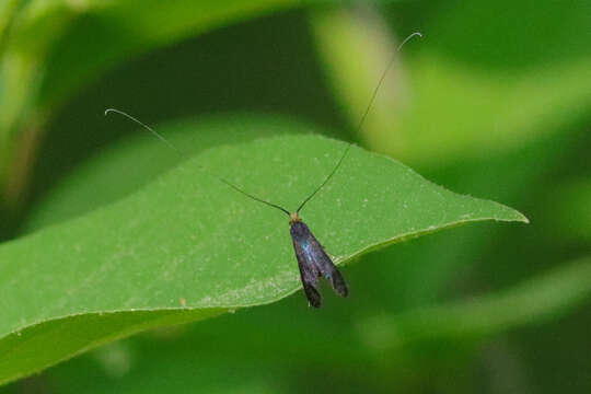 Image of Southern Longhorn Moth