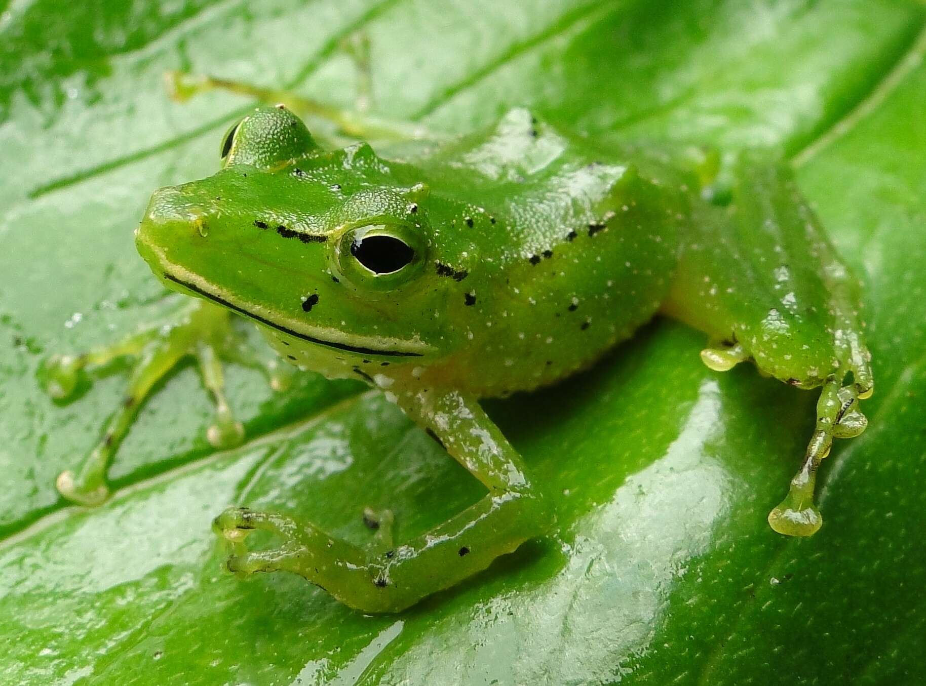 صورة Pristimantis galdi Jiménez de la Espada 1870