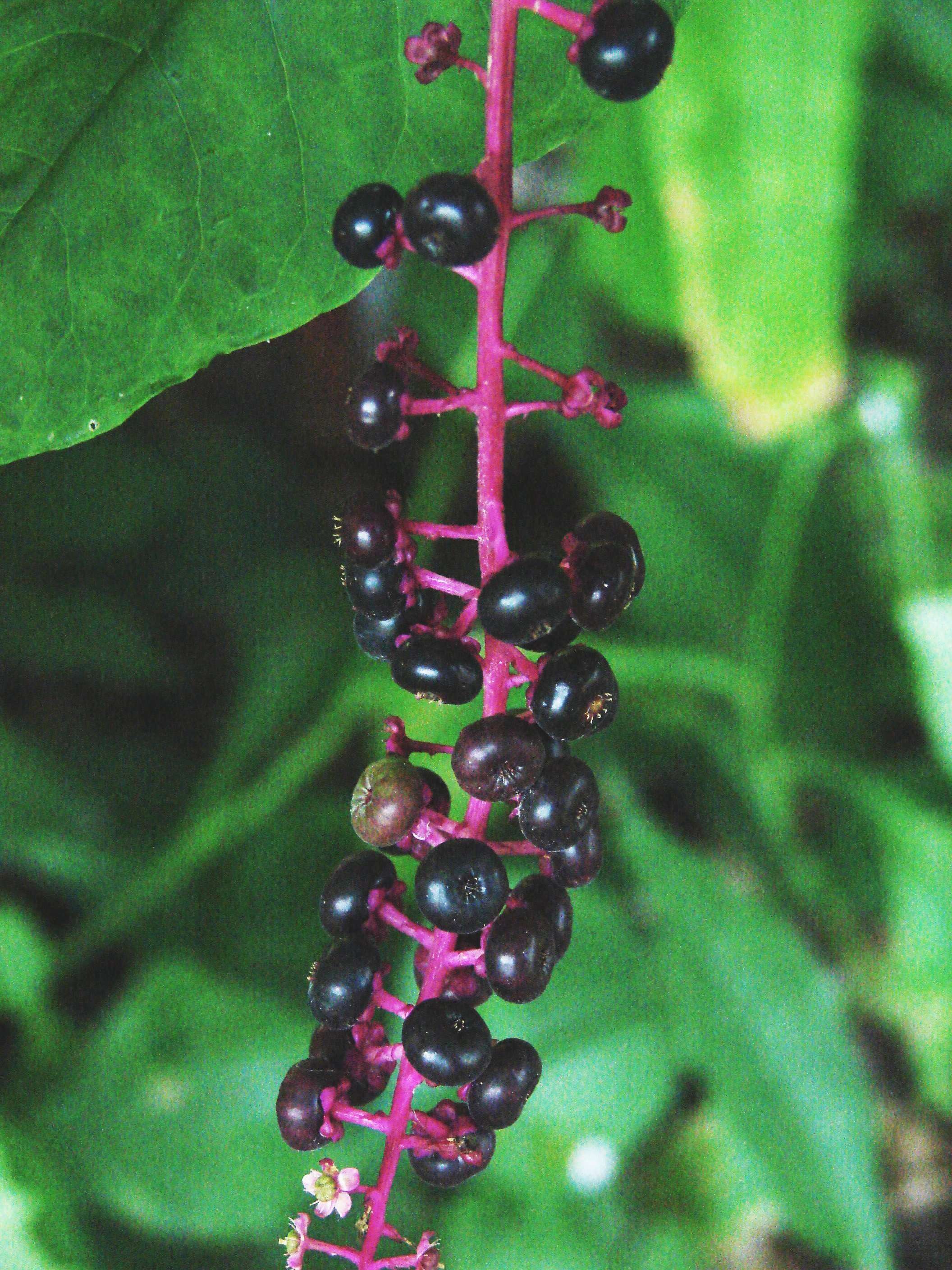 Image of American Nightshade