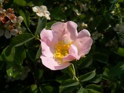 Image of dog rose