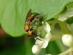 Image of Metallic Green Bees