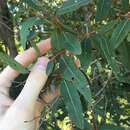 Angophora floribunda (Sm.) Sweet的圖片