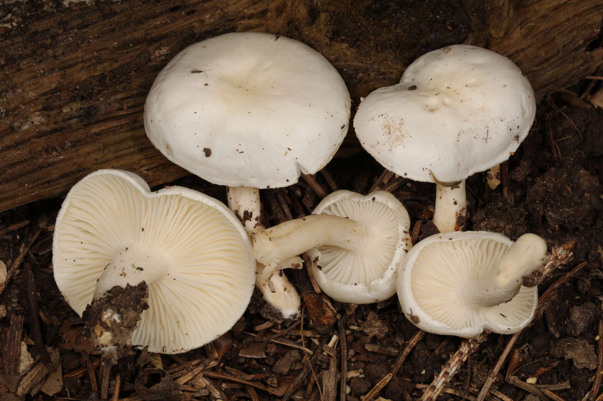 Plancia ëd Hygrophorus occidentalis A. H. Sm. & Hesler 1939