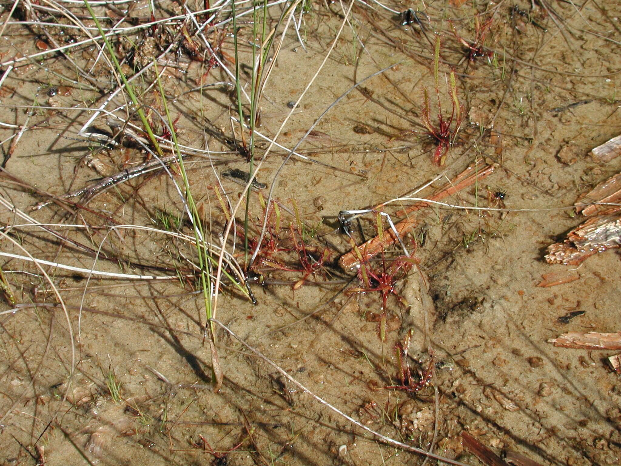 Image of slenderleaf sundew