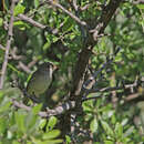 Image of Olive-tree Warbler