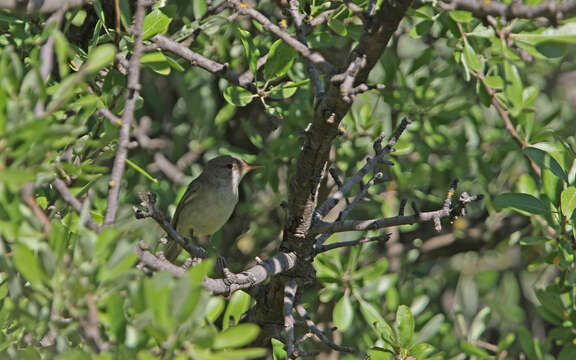 Image of Olive-tree Warbler