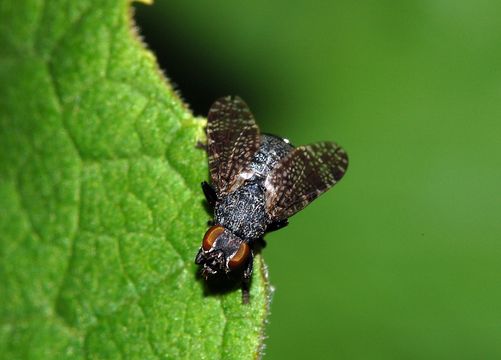 Image of Fly