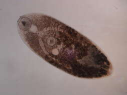 Image of Parasitic Flatworms