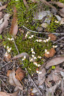 Image of Stylidium uniflorum subsp. uniflorum