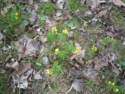 Image of Gymnospermium odessanum (DC.) Takhtadzjan