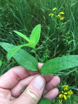 Image of Small Woodland Sunflower