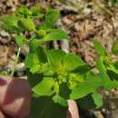 Euphorbia ouachitana Mayfield resmi