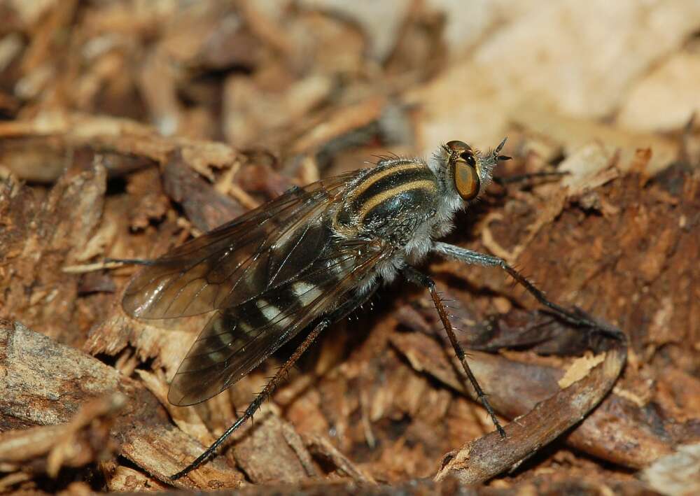 Image of Stiletto flies