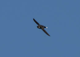 Image of White-tipped Swift