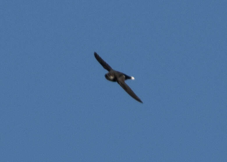 Image of White-tipped Swift