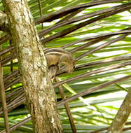 Image of Indian palm squirrel