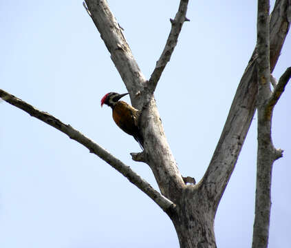 Image of Black-rumped Flameback