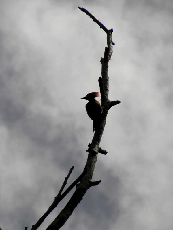 Image of Black-rumped Flameback