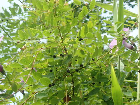 Image of Potato bush