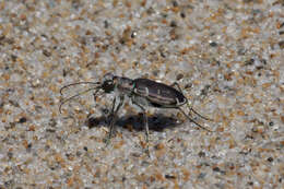 Image of Cicindela (Cicindela) hirticollis rhodensis Calder 1916