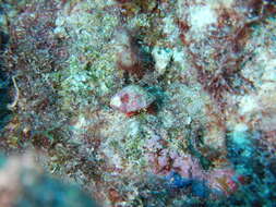 Image of red reef hermit crab