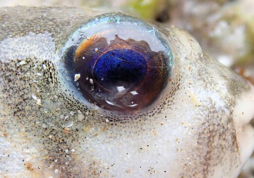 Image of Hardys toadfish