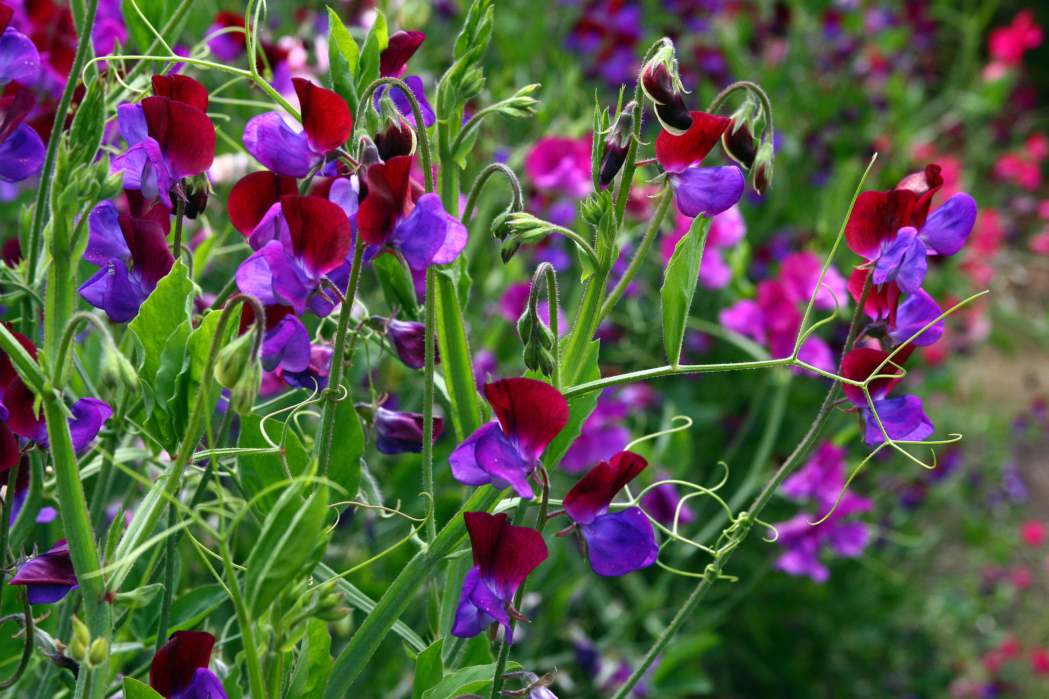 Image of Sweet Pea