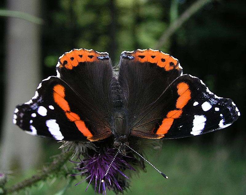 Image of Red Admiral