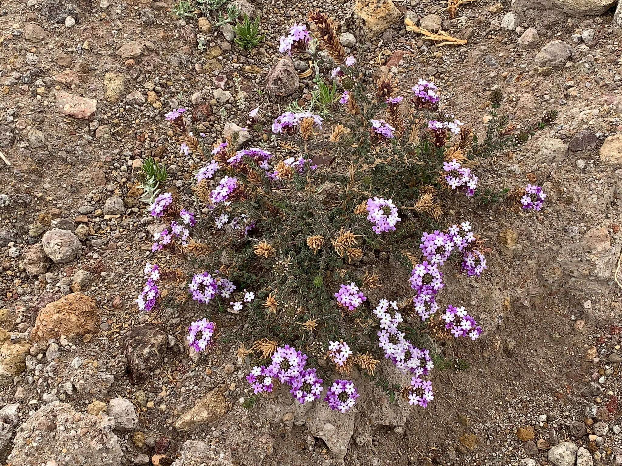 Image of Junellia juniperina (Lag.) Moldenke