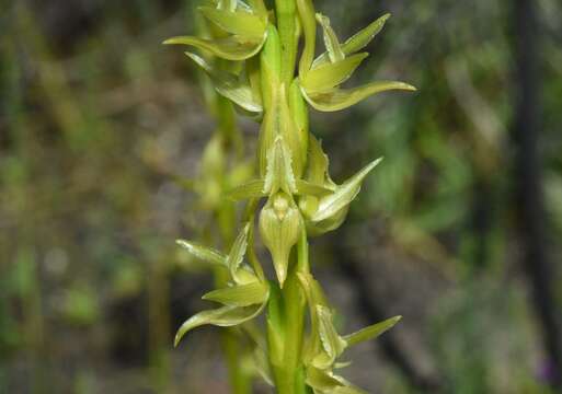 Image of Swamp leek orchid