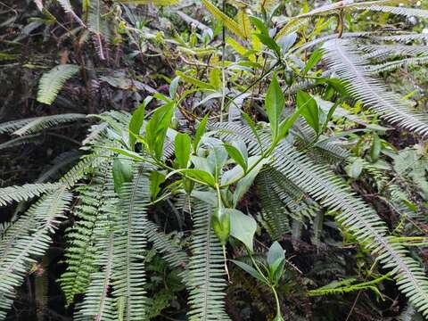 Image of Symbolanthus australis Struwe